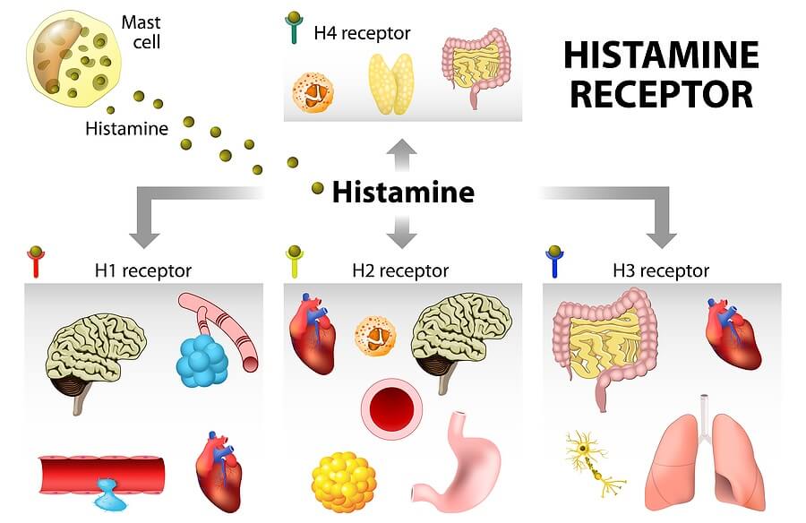 histamine function