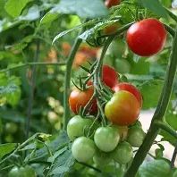 Agro Products